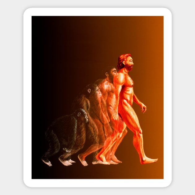 Illustration of the stages in human evolution (E436/0031) Sticker by SciencePhoto